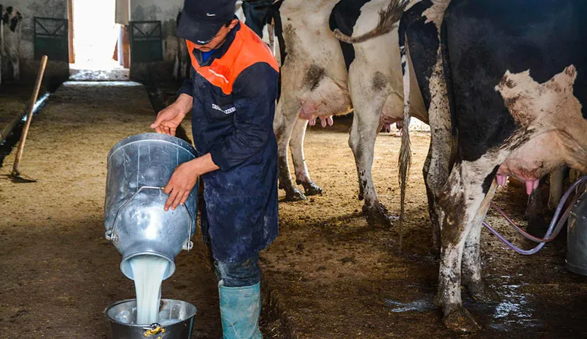 Filière laitière: la hausse des prix ne profite pas aux éleveurs